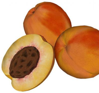 桃子su模型下载_sketchup草图大师SKP模型