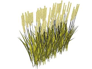 小麦su模型下载_sketchup草图大师SKP模型