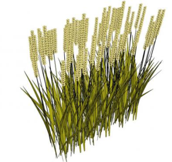 小麦su模型下载_sketchup草图大师SKP模型