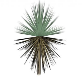 凤尾兰su模型下载_sketchup草图大师SKP模型