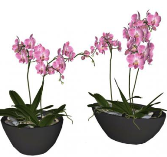 兰花su模型下载_sketchup草图大师SKP模型