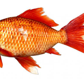 红鲤鱼su模型下载_sketchup草图大师SKP模型