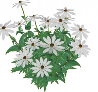 玛格丽特花su模型下载_sketchup草图大师SKP模型