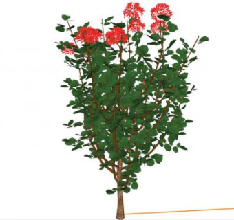 东南亚植物su模型下载_sketchup草图大师SKP模型