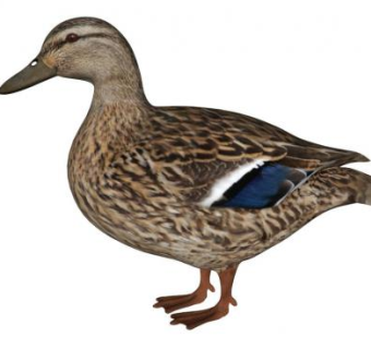 水鸟su模型下载_sketchup草图大师SKP模型