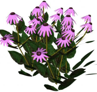 中草药su模型下载_sketchup草图大师SKP模型