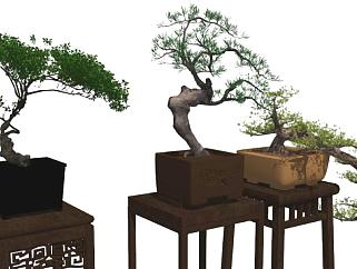 罗汉<em>松</em>植物<em>su模型</em>下载_sketchup草图大师SKP模型