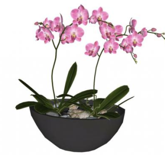 蝴蝶兰su模型下载_sketchup草图大师SKP模型