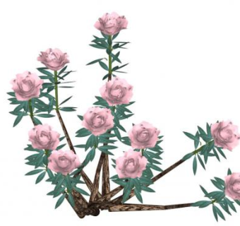 3d花朵植物su模型下载_sketchup草图大师SKP模型