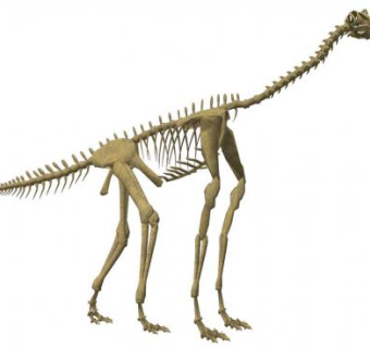 恐龙化石su模型下载_sketchup草图大师SKP模型