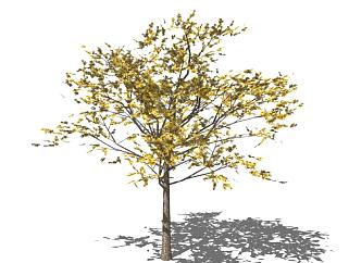 树的sketchup模型下载_sketchup草图大师SKP模型