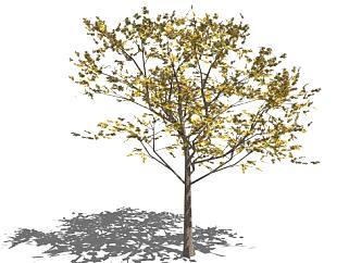 3d树sketchup模型下载_sketchup草图大师SKP模型