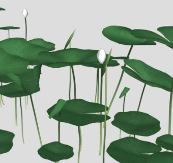 荷花sketchup模型下载_sketchup草图大师SKP模型
