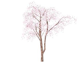 樱花树sketchup模型下载_sketchup草图大师SKP模型