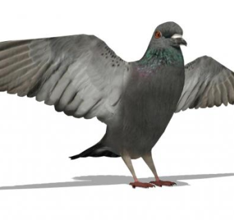 鸟sketchup模型下载_sketchup草图大师SKP模型