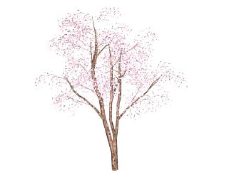 樱花树的sketchup模型下载_sketchup草图大师SKP模型