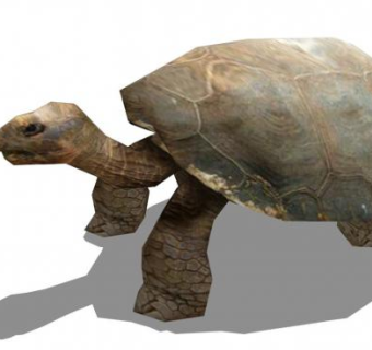 乌龟sketchup模型下载_sketchup草图大师SKP模型