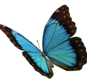 蝴蝶sketchup模型下载_sketchup草图大师SKP模型