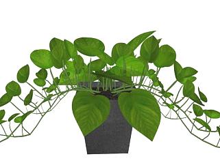 <em>藤蔓</em>植物sketchup模型下载_sketchup草图大师SKP模型