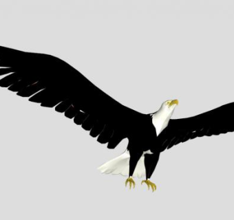 老鹰sketchup模型下载_sketchup草图大师SKP模型