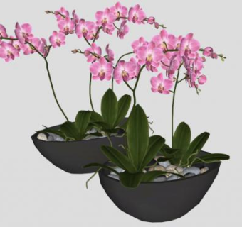 兰花sketchup模型下载_sketchup草图大师SKP模型