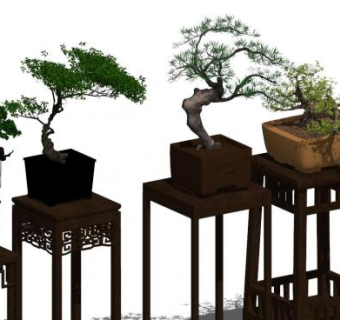 罗汉松sketchup模型下载_sketchup草图大师SKP模型