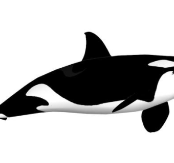 鲸鱼sketchup模型下载_sketchup草图大师SKP模型