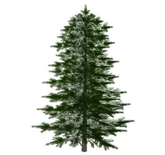 3D松树sketchup模型下载_sketchup草图大师SKP模型