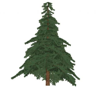 松柏树sketchup模型下载_sketchup草图大师SKP模型