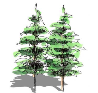 2d松树sketchup模型下载_sketchup草图大师SKP模型