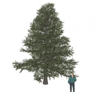 松柏sketchup模型下载_sketchup草图大师SKP模型