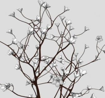 白玉兰sketchup模型下载_sketchup草图大师SKP模型