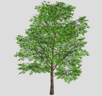 树skp模型下载_sketchup草图大师SKP模型