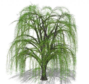 3d柳树skp模型下载_sketchup草图大师SKP模型
