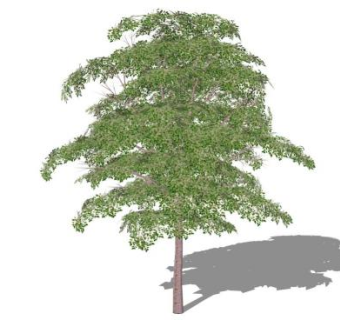 香樟树skp模型下载_sketchup草图大师SKP模型