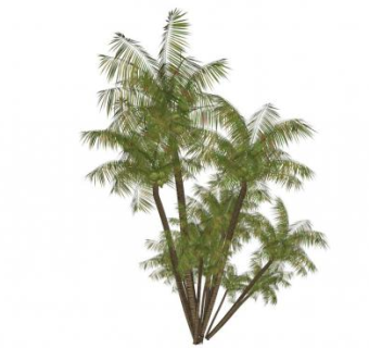 椰树skp模型下载_sketchup草图大师SKP模型