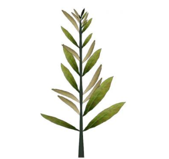 橄榄叶skp模型下载_sketchup草图大师SKP模型