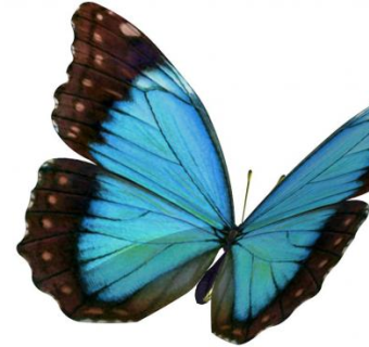 蝴蝶skp模型下载_sketchup草图大师SKP模型