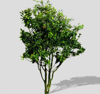 3D小叶子树木树植物SU模型下载_sketchup草图大师SKP模型