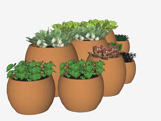 花盆盆栽中的白菜及其它植物SU模型下载_sketchup草图大师SKP模型