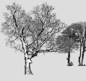 三棵黑白古树树木SU模型下载_sketchup草图大师SKP模型