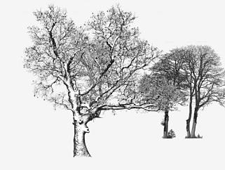 三棵黑白古树树木SU模型下载_sketchup草图大师SKP模型