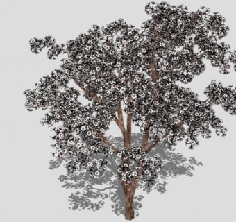 樱花树景观树SU模型下载_sketchup草图大师SKP模型