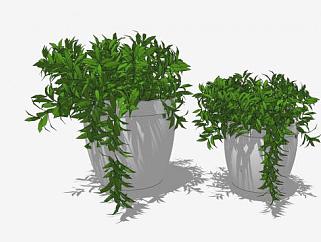 3D绿色盆栽植物景观SU模型下载_sketchup草图大师SKP模型