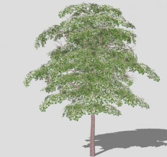 香樟树树木SU模型下载_sketchup草图大师SKP模型
