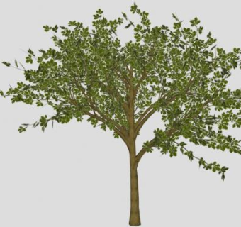 桂花树丹桂桂花SU模型下载_sketchup草图大师SKP模型