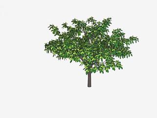 3D植物树木<em>绿化</em>植物SU模型下载_sketchup草图大师SKP...