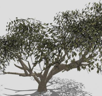 大树乔木SU模型下载_sketchup草图大师SKP模型
