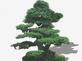 造型树造景树SU模型下载_sketchup草图大师SKP模型
