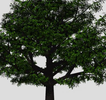 3D精美大芒果树绿化植物SU模型下载_sketchup草图大师SKP模型